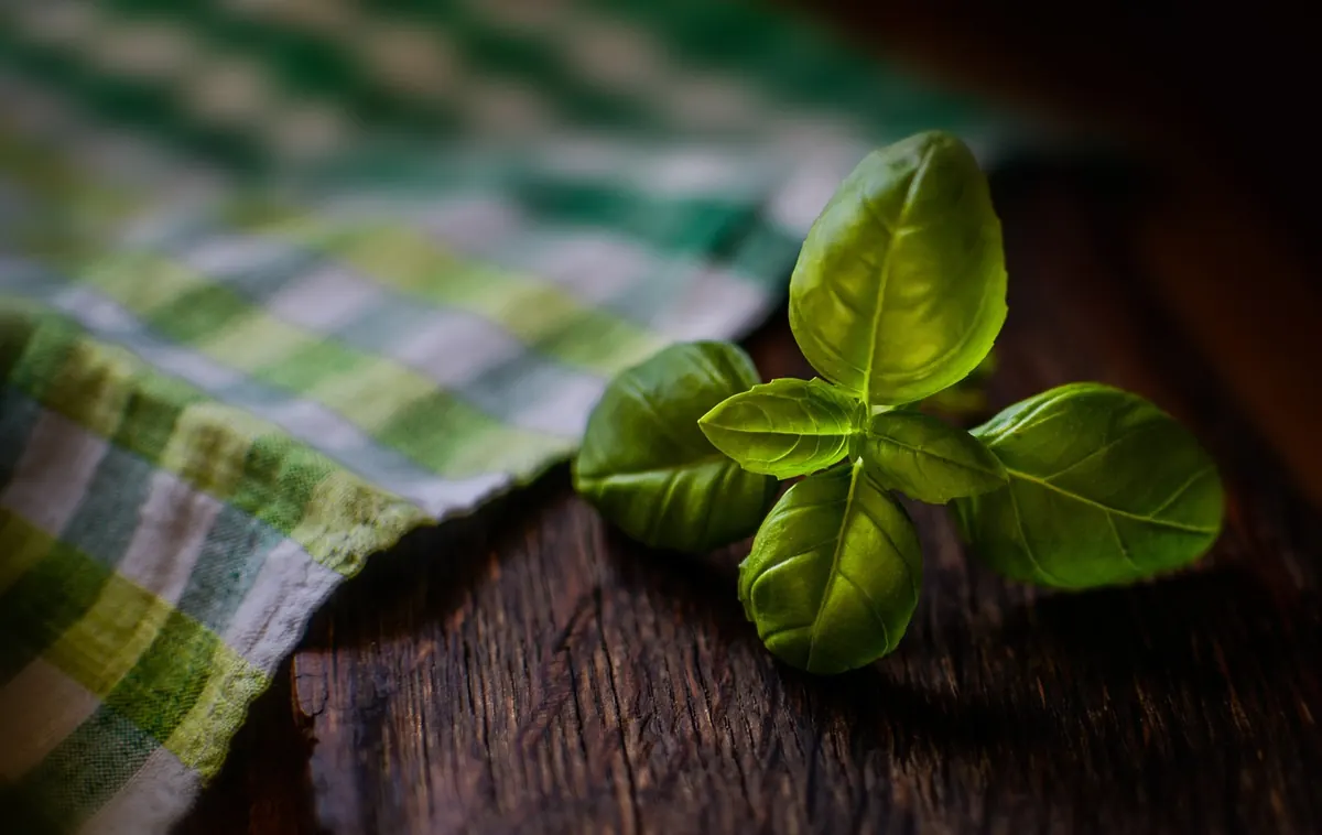 Basil Pests and Diseases in the UK: Identification and Fixes