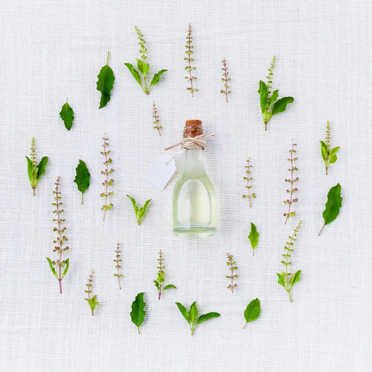Basil Watering Guide: How Often to Water in the British Climate