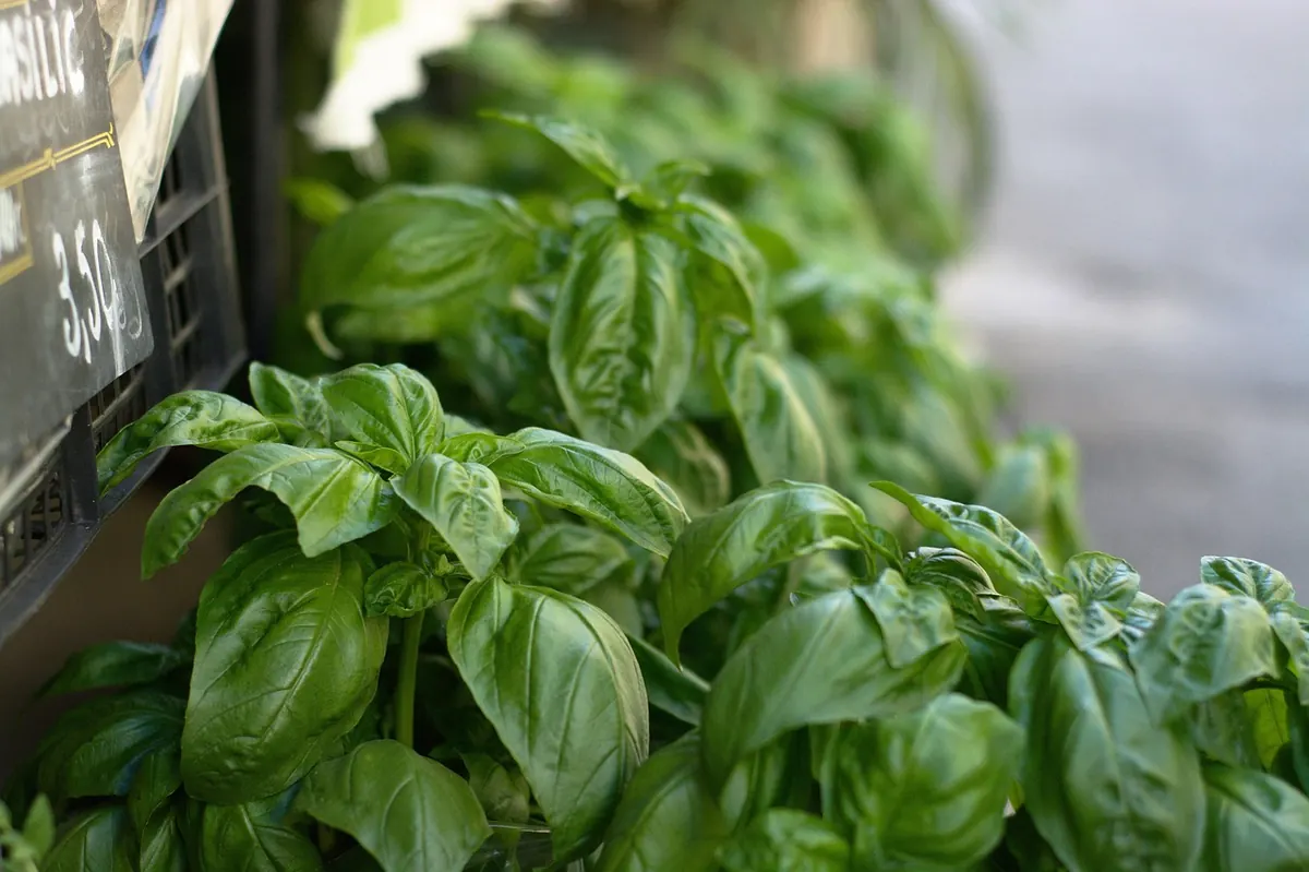 Classic British Basil Pesto Recipe Without Pine Nuts
