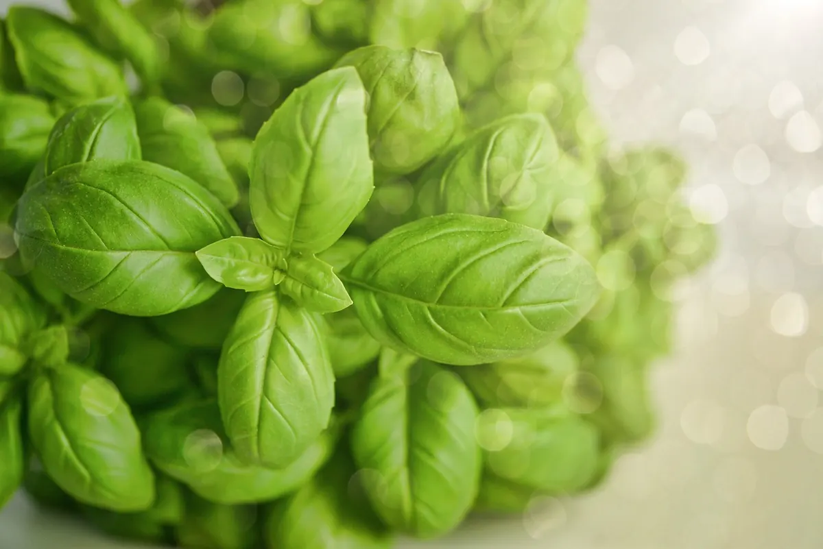 Freezing and Drying Basil: UK Harvest Preservation Checklist