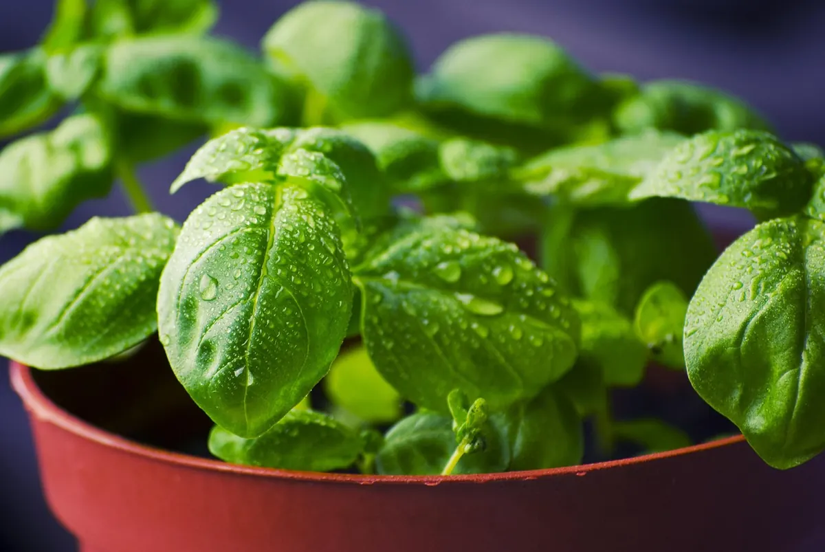 Growing Basil in a North-Facing UK Garden: What Works