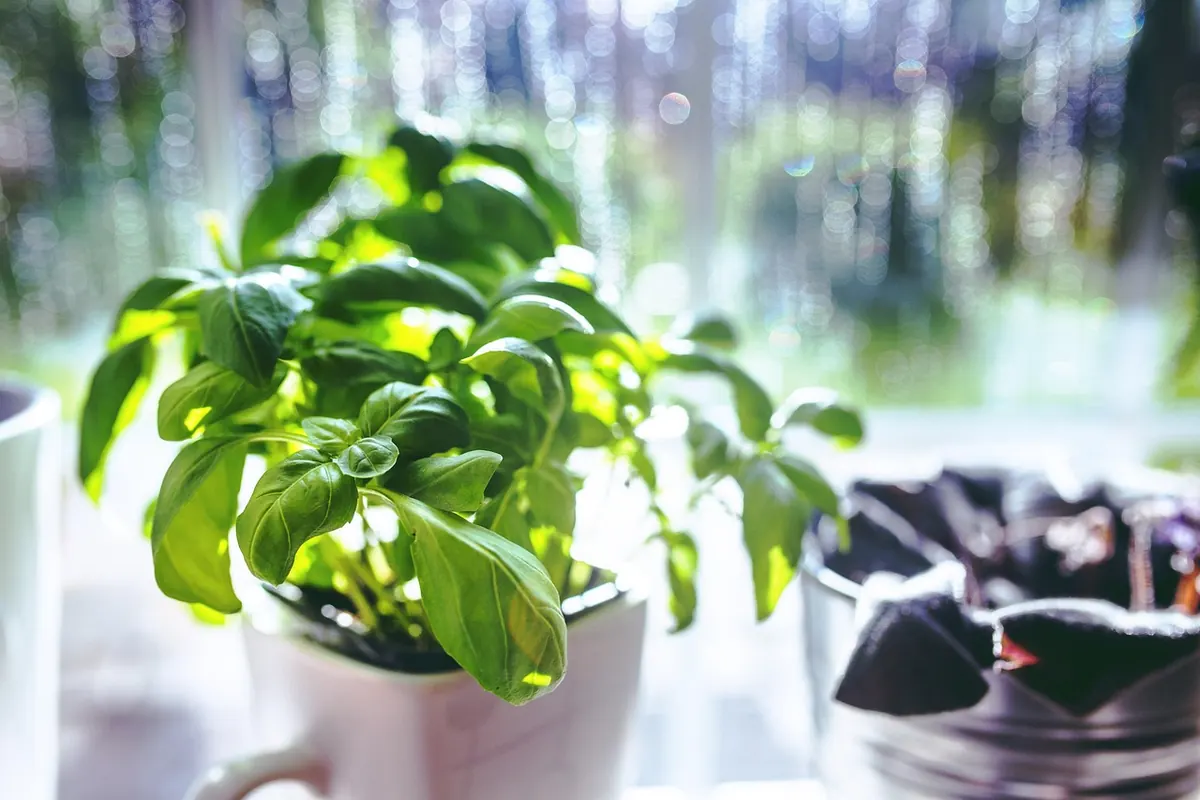 How to Grow Basil from Seed on a UK Windowsill